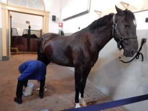 Paard koninklijke stallen