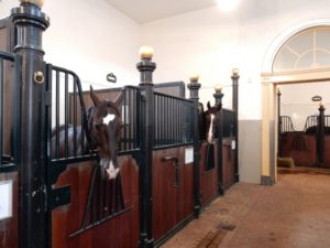 Paarden Koninklijke stallen Den Haag